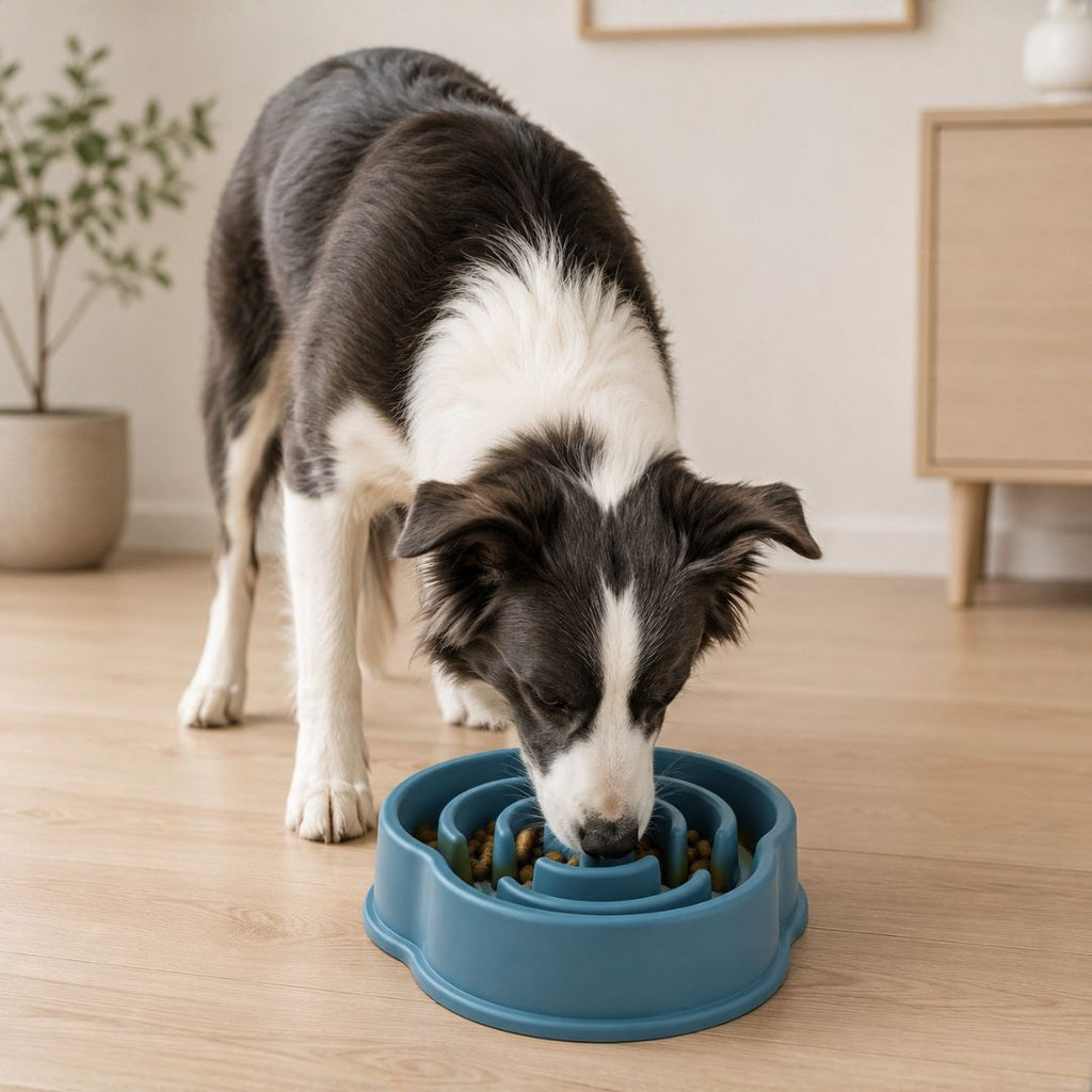 Plato Antiansiedad Daki Slow Feed - La Casa de Daki
